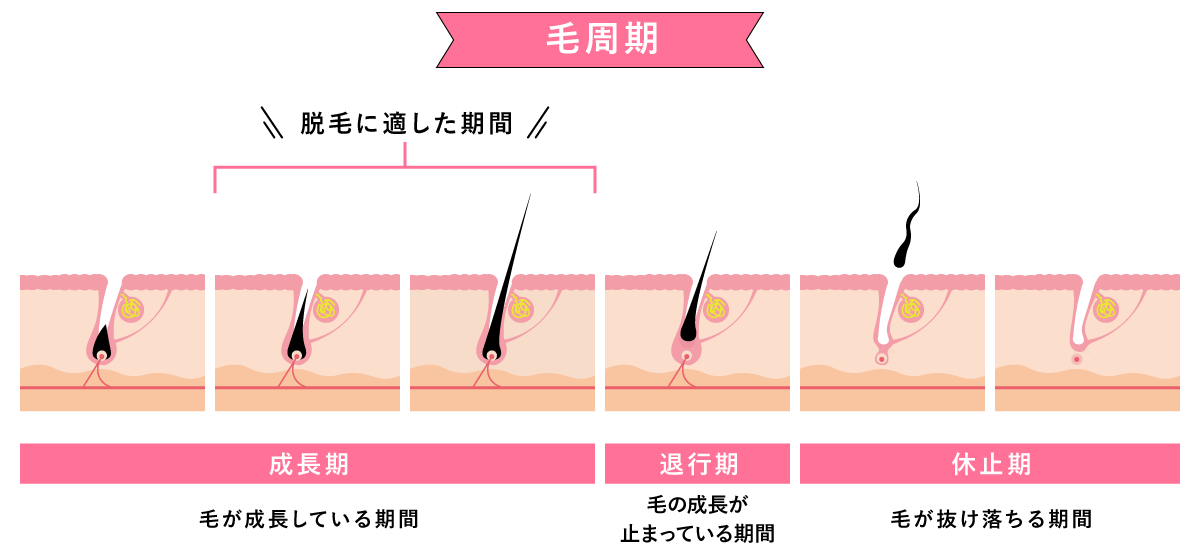 毛周期について