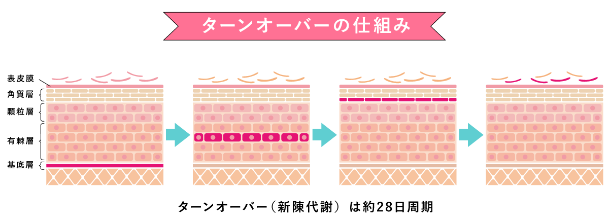 ターンオーバーの仕組み